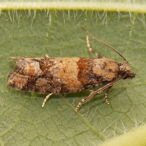 Red-striped Needleworm Moth photo 4