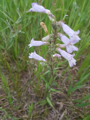 Penstemon gracilis