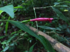 Ruellia angustiflora