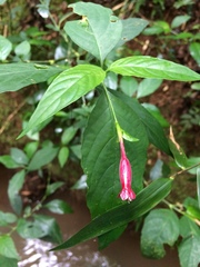Ruellia angustiflora