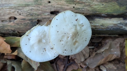 Buchen-Schleimrübling