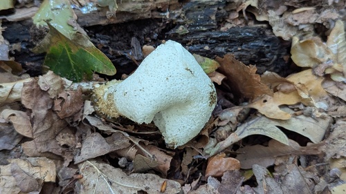 Gemeine Stinkmorchel