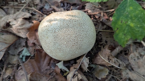 Dickschaliger Kartoffelbovist