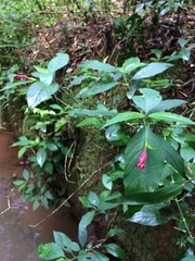 Ruellia angustiflora