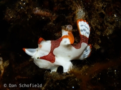 Antennarius maculatus