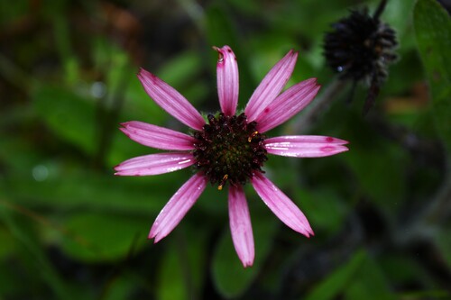Tennessee Purple Coneflower (Echinacea tennesseensis)
