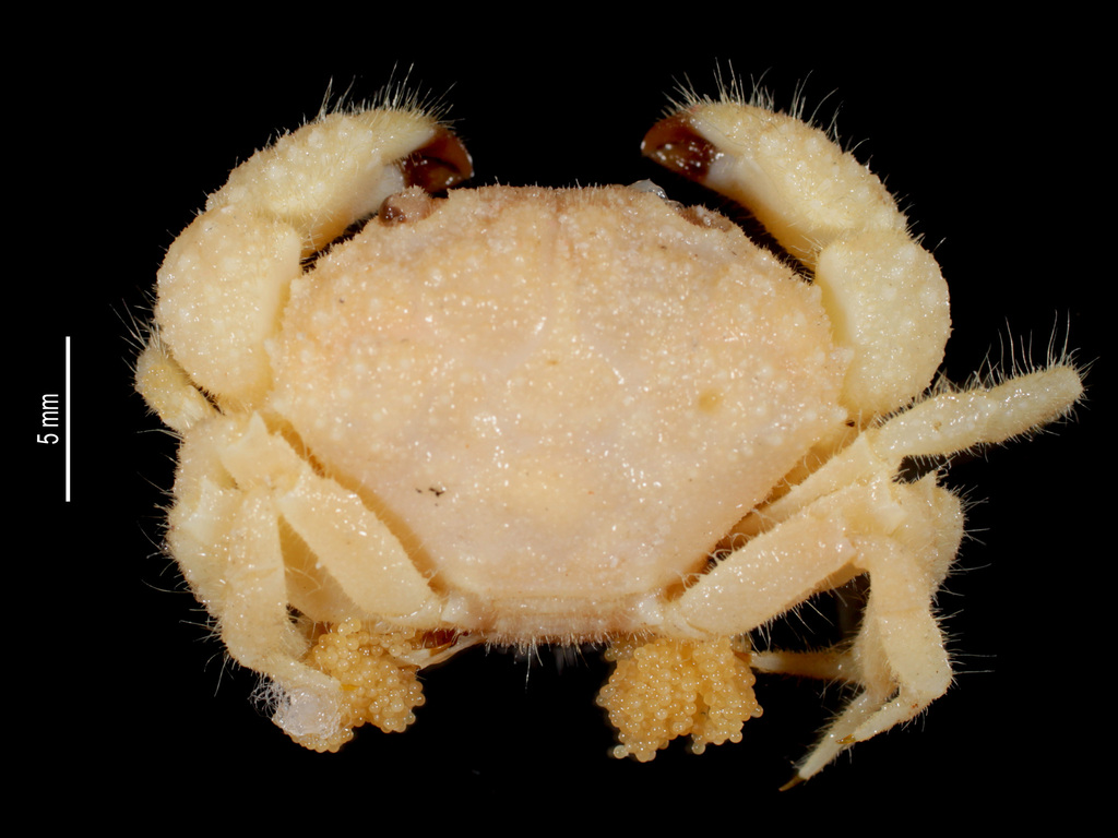 Rata