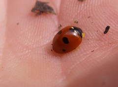 Coccinella quinquepunctata