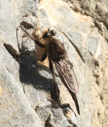 Unknown species found near Stone County, AR, USA