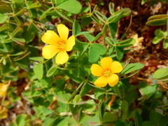 Oxalis suksdorfii