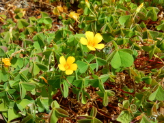 Oxalis suksdorfii