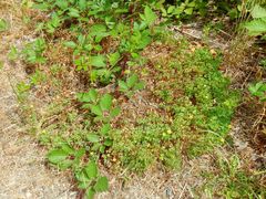 Oxalis suksdorfii