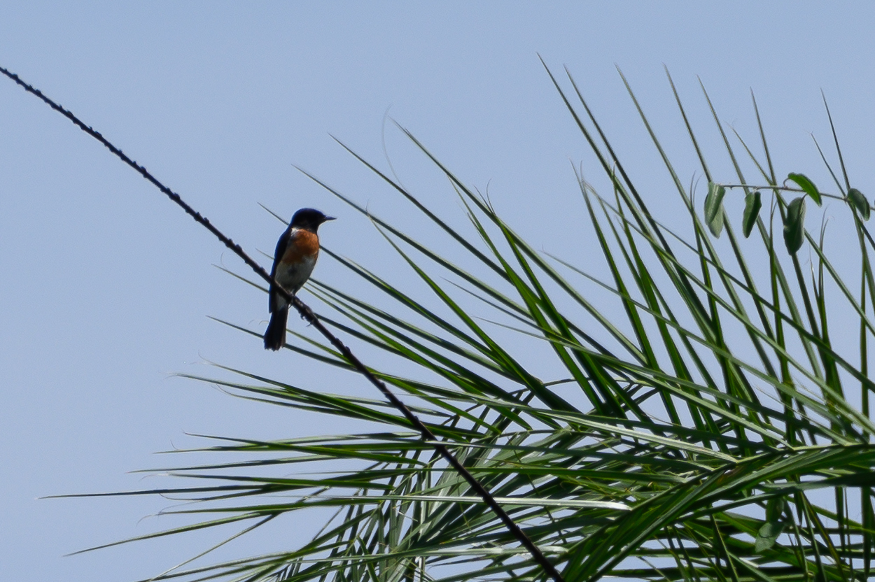 African Stonechat