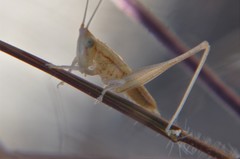 Conocephalus magdalenae