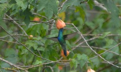 Colibri thalassinus