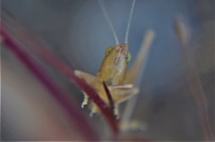 Conocephalus magdalenae