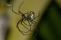 Leucauge regnyi