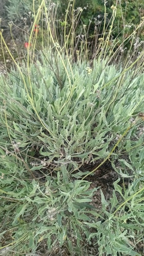 Parthenium argentatum, photograph 1