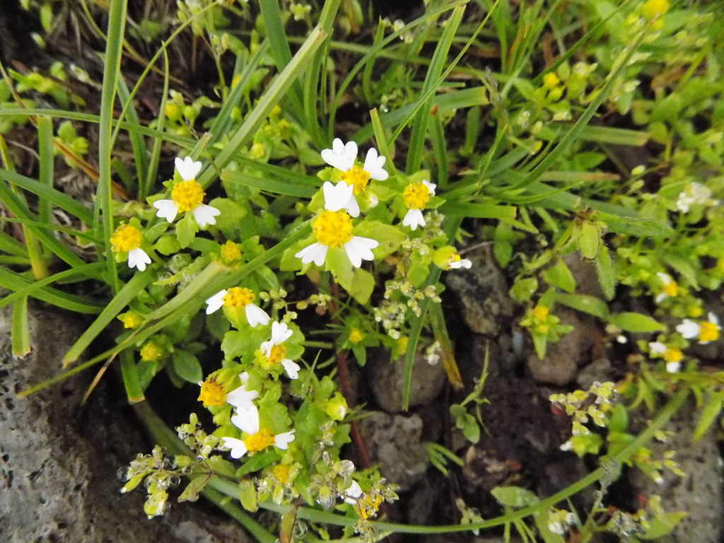 Galinsogeopsis montana
