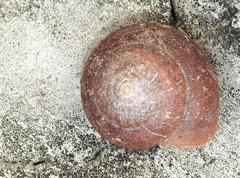 Quantula