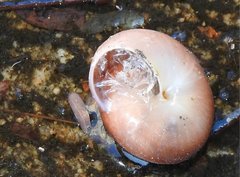 Quantula