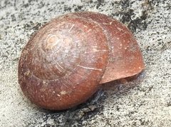 Quantula