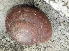 Quantula
