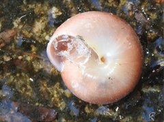 Quantula