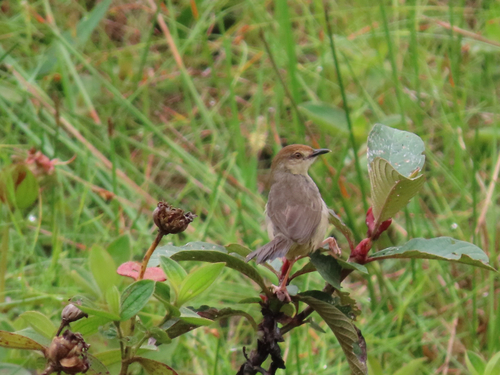 iNaturalist image