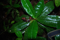 Primulaceae