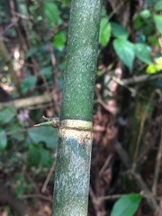 Guadua trinii