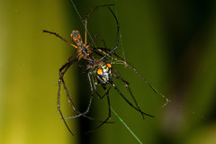 Leucauge regnyi