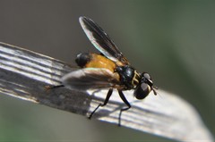 Galactomyia