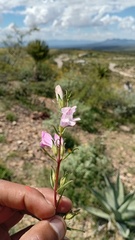 Lamourouxia dasyantha