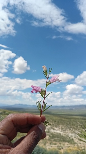 Lamourouxia dasyantha, photograph 4