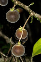 Dovyalis hebecarpa