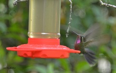 Lampornis amethystinus