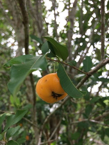 Image of Eugenia pyriformis by (c) B. Phalan, some rights reserved (CC BY)