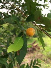 Eugenia pyriformis