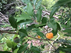 Eugenia pyriformis