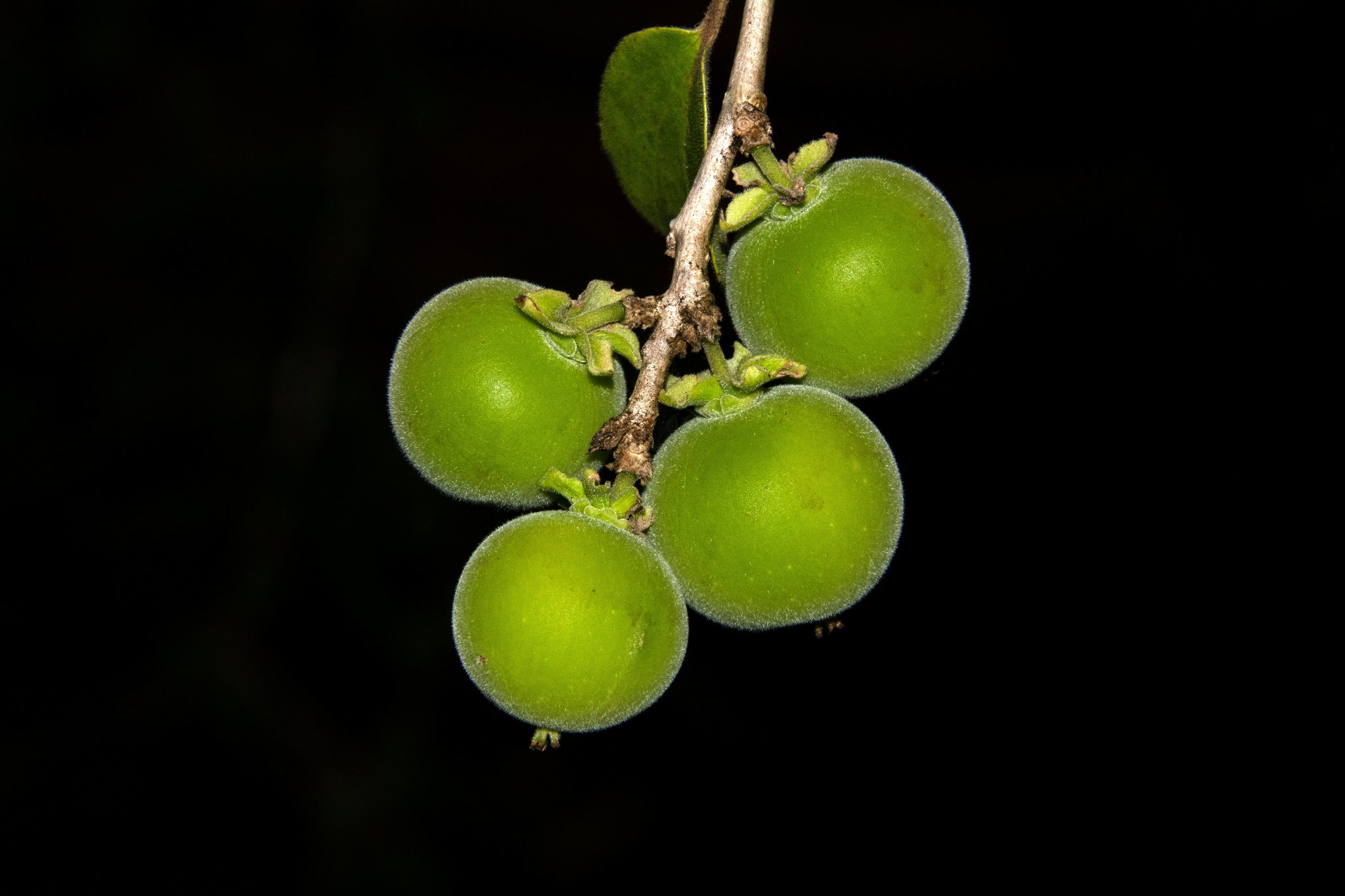 Dovyalis hebecarpa