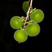 Ceylon Gooseberry - Photo (c) Maribel Armenteros, some rights reserved (CC BY-NC), uploaded by Maribel Armenteros