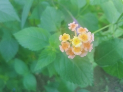 Lantana