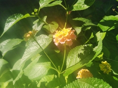 Lantana