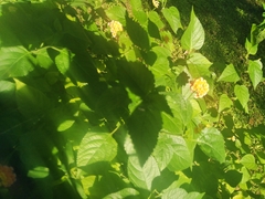Lantana