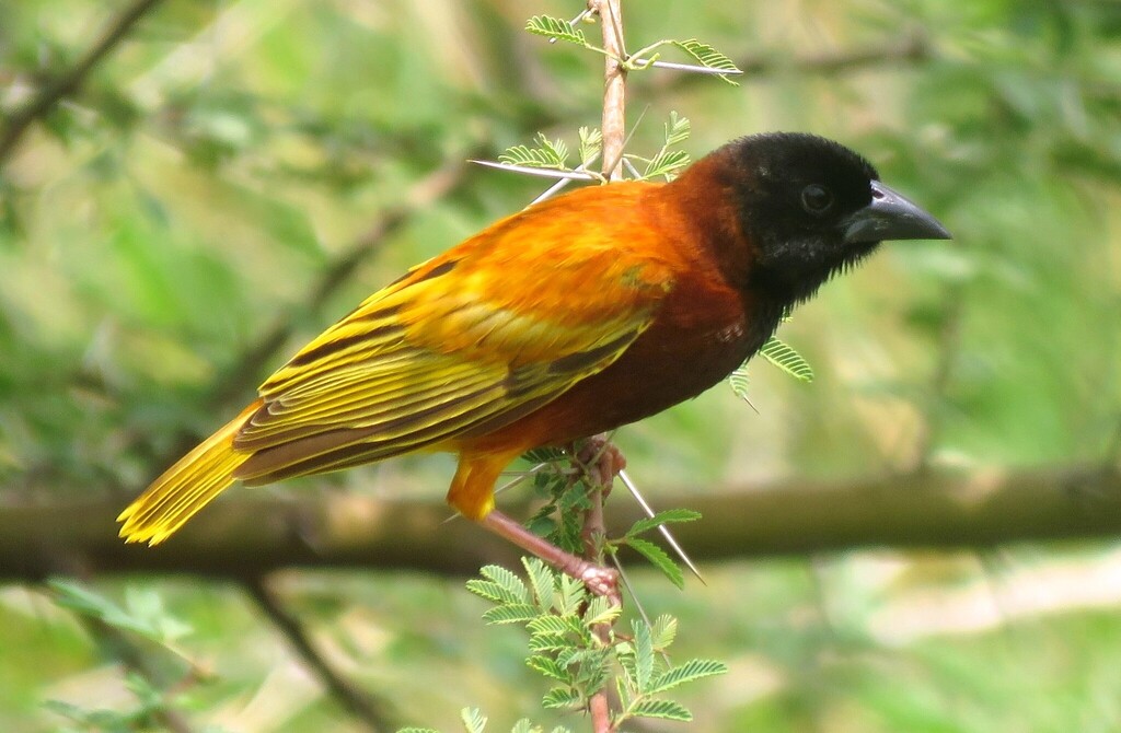 Cinnamon Weaver photo