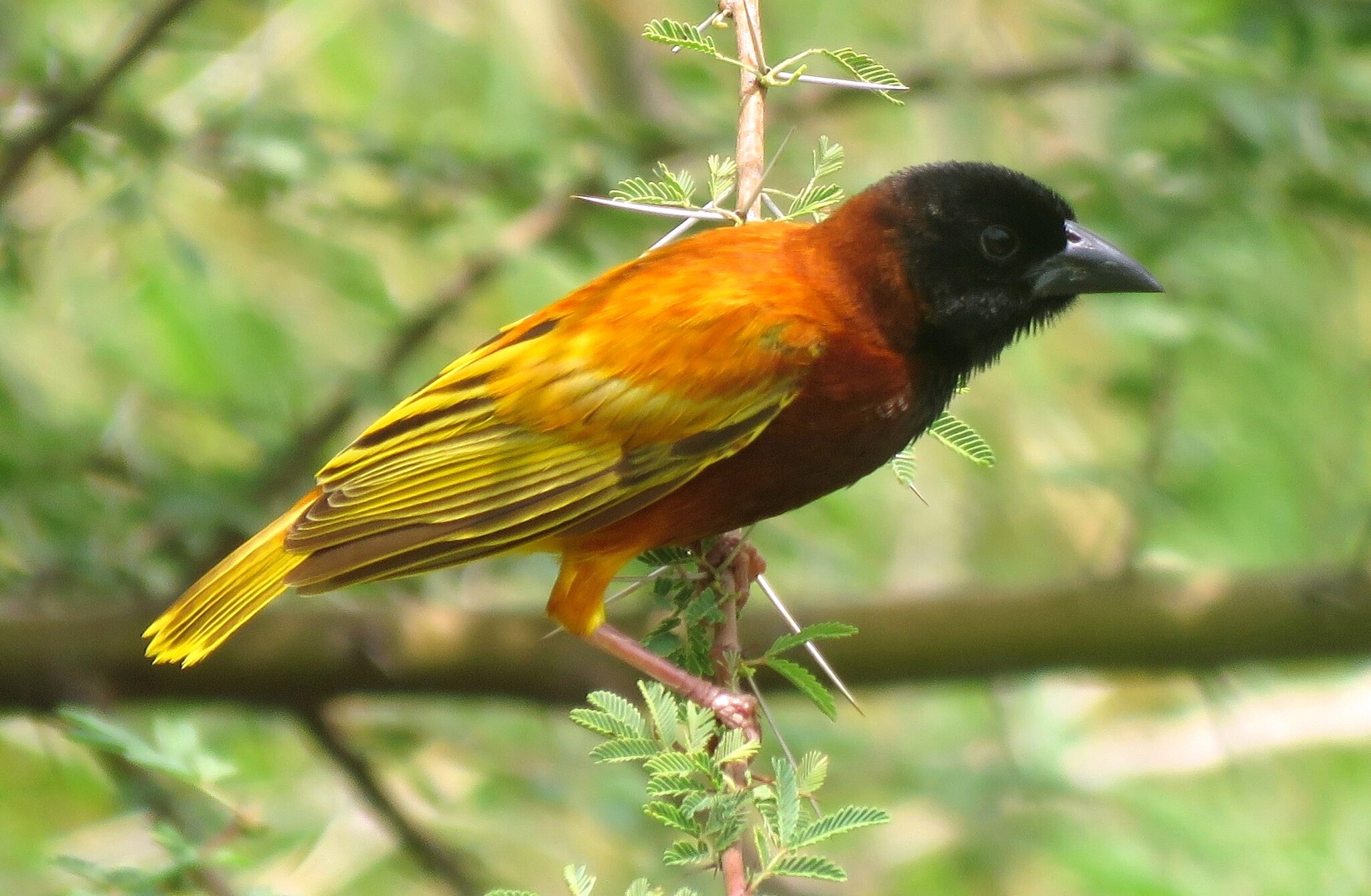 Cinnamon Weaver illustration
