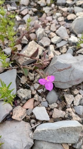 Callisia navicularis, photograph 4