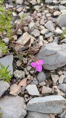 Callisia navicularis, photograph (c) Oscar Israel Rodríguez Ortiz, some rights reserved (CC BY)