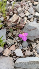 Callisia navicularis, photograph (c) Oscar Israel Rodríguez Ortiz, some rights reserved (CC BY)